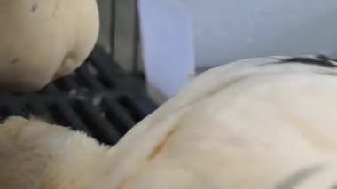 Çiftlikteki beyaz ördeklerin doğal bir davranışı vardır..