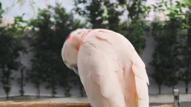 Canlı ve renkli bir papağan eşsiz ve güzel özelliklerini yakalıyor..