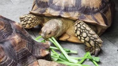 Doğal ortamında büyük kahverengi deniz kaplumbağası..