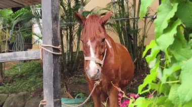 Güzel atlar kırsal bir çiftlikteki ahırda birlikte yaşarlar.. 