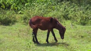 Güzel atlar kırsal bir çiftlikteki ahırda birlikte yaşarlar.. 