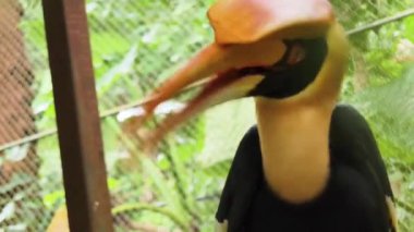 Görkemli doğal ortamında eşsiz ve dikkate değer özelliklerini sergileyen çarpıcı boynuzlu bir kuş..