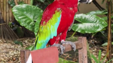 Çarpıcı ve canlı bir papağan tropik kuşaklara karşı dizilmiş..