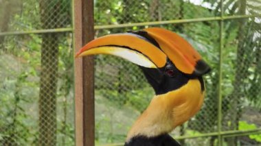 Görkemli doğal ortamında eşsiz ve dikkate değer özelliklerini sergileyen çarpıcı boynuzlu bir kuş..