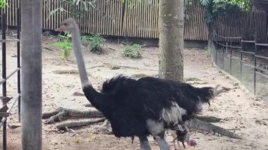 Çiftlik ortamında devekuşu kendine özgü özelliklerini sergiliyor..