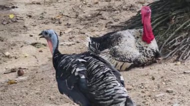 Genç büyük hindiler kırsal bir çiftlikte yaşıyorlar.. 