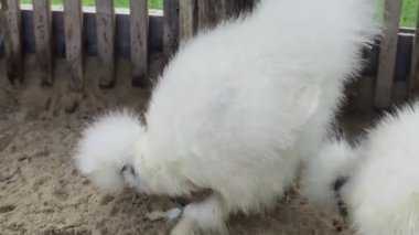 Horoz ve tavuk köy çiftliğinde yaşıyor..