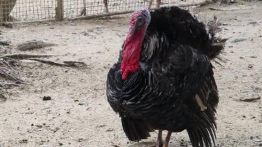 Genç büyük hindiler kırsal bir çiftlikte yaşıyorlar.. 