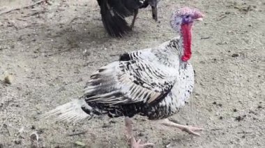 Genç büyük hindiler kırsal bir çiftlikte yaşıyorlar.. 