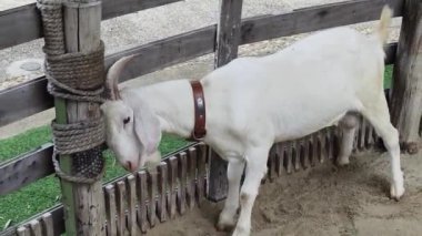 Kırsal bir çiftlikte otlayan kara koyun ve keçiler..