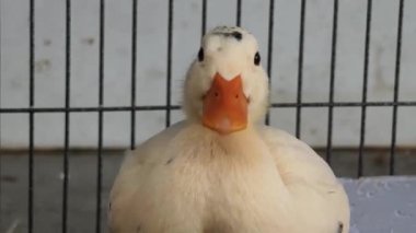 Çiftlikteki beyaz ördeklerin doğal bir davranışı vardır..