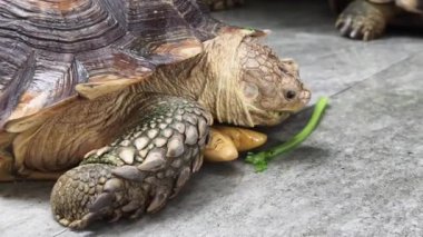 Doğal ortamında büyük kahverengi deniz kaplumbağası..