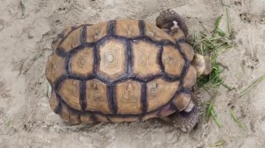 Doğal ortamında büyük kahverengi deniz kaplumbağası..