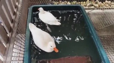Çiftlikteki beyaz ördeklerin doğal bir davranışı vardır..