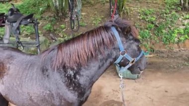 Güzel atlar kırsal bir çiftlikteki ahırda birlikte yaşarlar.. 