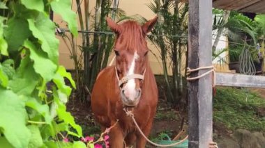 Güzel atlar kırsal bir çiftlikteki ahırda birlikte yaşarlar.. 