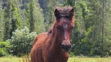 Güzel atlar kırsal bir çiftlikteki ahırda birlikte yaşarlar.. 