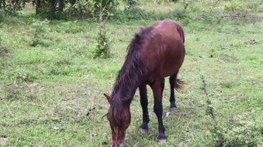 Güzel atlar kırsal bir çiftlikteki ahırda birlikte yaşarlar.. 