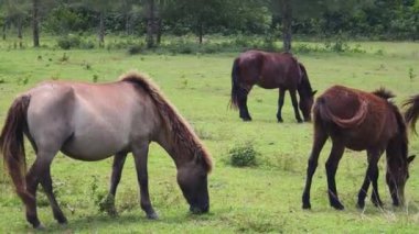 Güzel atlar kırsal bir çiftlikteki ahırda birlikte yaşarlar.. 
