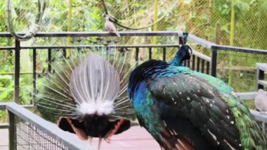 Canlı ve renkli bir tavus kuşunun güzel sığınak alanını süslediği görülebilir..