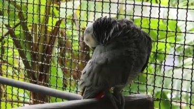 Çarpıcı ve canlı bir papağan tropik kuşaklara karşı dizilmiş..