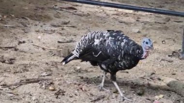 Genç büyük hindiler kırsal bir çiftlikte yaşıyorlar.. 