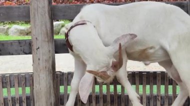 Kırsal bir çiftlikte otlayan kara koyun ve keçiler..