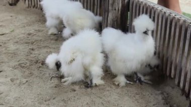 Horoz ve tavuk köy çiftliğinde yaşıyor..