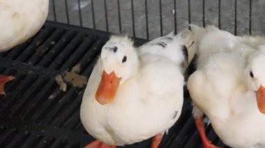 Çiftlikteki beyaz ördeklerin doğal bir davranışı vardır..