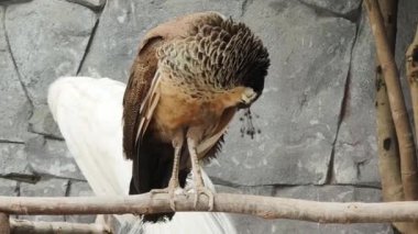 Beyaz Peafowl, izleyicileri büyüleyen eşsiz ve büyüleyici bir kuş tüyü görüntüsüyle sergilenir..