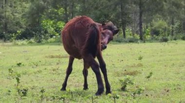 Güzel atlar kırsal bir çiftlikteki ahırda birlikte yaşarlar.. 