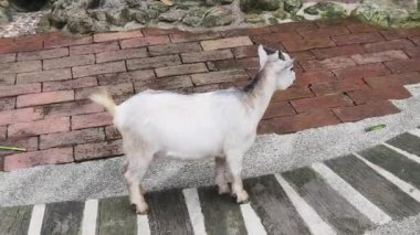 Kırsal bir çiftlikte otlayan kara koyun ve keçiler..