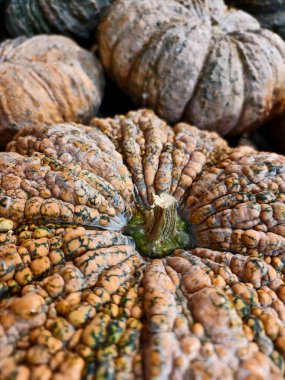 Çeşitli balkabakları üst üste dizilmiştir..