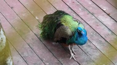 Canlı ve renkli bir tavus kuşunun güzel sığınak alanını süslediği görülebilir..