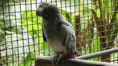 Çarpıcı ve canlı bir papağan tropik kuşaklara karşı dizilmiş..