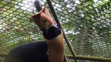 Görkemli doğal ortamında eşsiz ve dikkate değer özelliklerini sergileyen çarpıcı boynuzlu bir kuş..