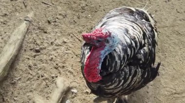 Genç büyük hindiler kırsal bir çiftlikte yaşıyorlar.. 