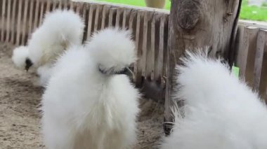 Horoz ve tavuk köy çiftliğinde yaşıyor..