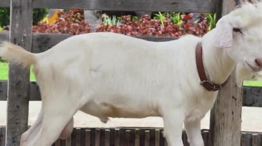 Kırsal bir çiftlikte otlayan kara koyun ve keçiler..