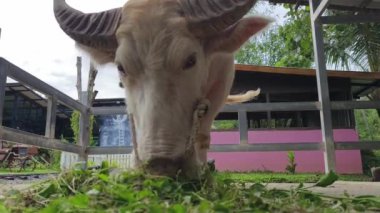 Güzel bufalo kırsal kesimde birlikte yaşar..