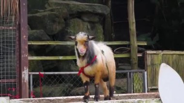 Kırsal bir çiftlikte otlayan kara koyun ve keçiler..