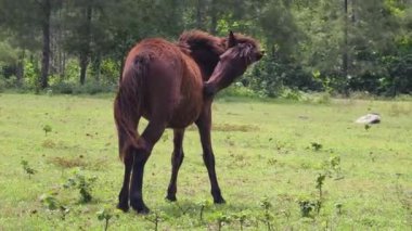 Güzel atlar kırsal bir çiftlikteki ahırda birlikte yaşarlar.. 