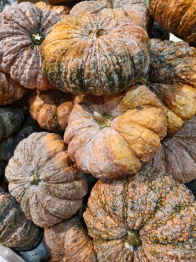 Çeşitli balkabakları üst üste dizilmiştir..