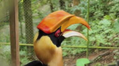 Görkemli doğal ortamında eşsiz ve dikkate değer özelliklerini sergileyen çarpıcı boynuzlu bir kuş..