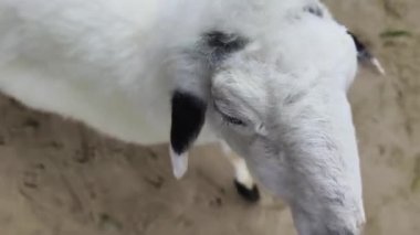 Kırsal bir çiftlikte otlayan kara koyun ve keçiler..