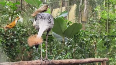 Taçlı bir turna zarif bir şekilde sergiliyor çarpıcı ve canlı tüylerini yemyeşil ve renkli yaprakların arasında