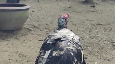 Genç büyük hindiler kırsal bir çiftlikte yaşıyorlar.. 