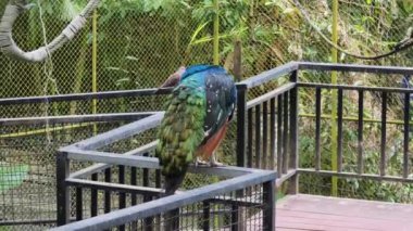 Canlı ve renkli bir tavus kuşunun güzel sığınak alanını süslediği görülebilir..