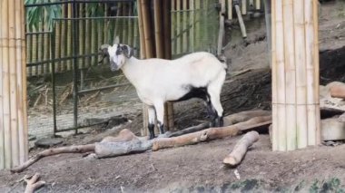 Kırsal bir çiftlikte otlayan kara koyun ve keçiler..