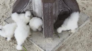 Horoz ve tavuk köy çiftliğinde yaşıyor..